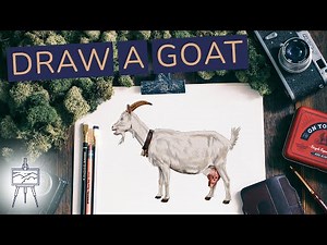 How to Draw a Goat – A Realistic Goat Drawing Tutorial