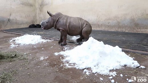 1.8M views · 10K reactions | Baby rhino, meet snow ❄憐 This weekend’s snowy forecast looks a bit cuter with our baby white rhino, don’t you think? #BabyRhinoDiaries #TwoTinyRhinos | The Toronto Zoo | Facebook