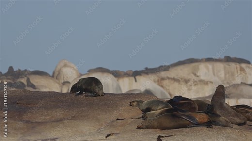 Seal at the rocks near ocean waves crush on stones at the Cape Cross Seal Reserve on the Skeleton Coast in Namibia. Cape Cross is home to one of the largest colonies of Cape fur seals in the world