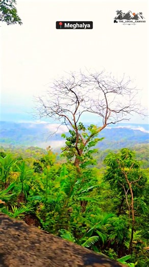 Shillong Beautyz #travel #thelocalcanvas #travel #awara #akelapan #pahadi #nature #nature #fyp #trnd