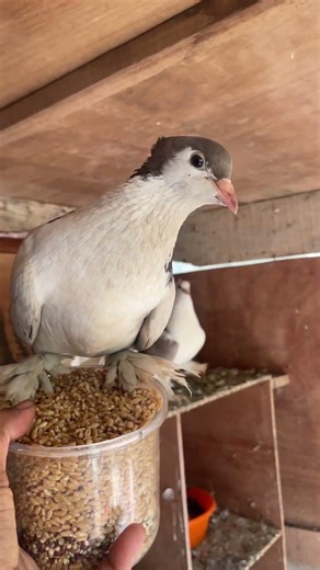 Pigeon 🕊️#birds# u tube shorts # viral