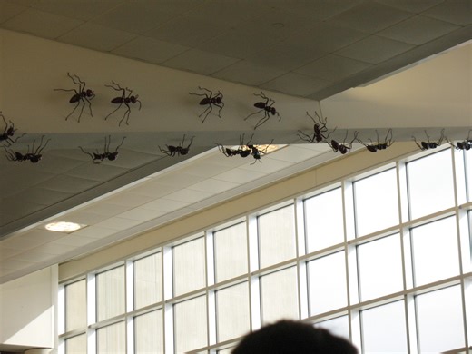 How to Use Windex as a Non-Toxic Solution to Kill Ants Indoors