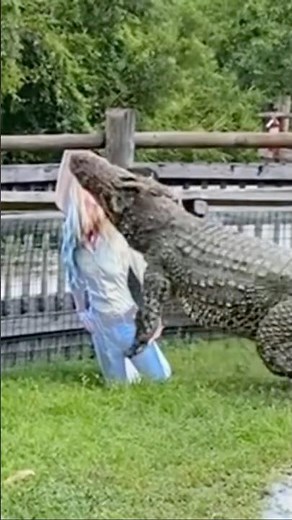 Cuban Crocodile attack!!!! #youtubeshorts #crocodile #shortvideo
