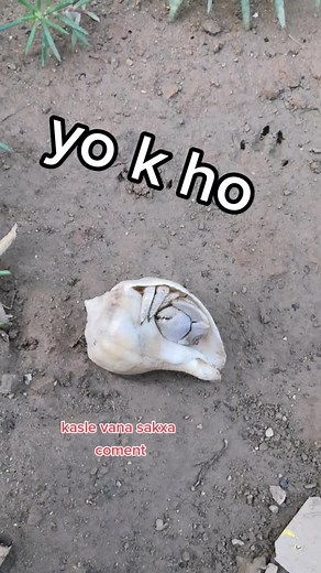 Hermit Crab Shell Discovery in Garden Setting