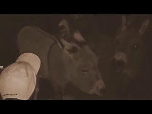 Donkey chorus - mini donkeys caroling! They bray when they hear a donkey on youtube
