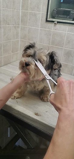 Trimming the hair on a dogs face demo, Biewer Yorkie, dog grooming