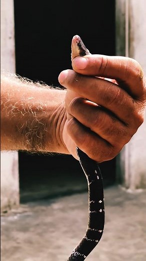 Common Krait Snake | One of India's Most Venomous Snakes 🐍Common Krait Snake in the Wild