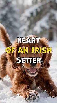 Deep dive into the Irish Setter! #puppy #dog #familypets #irishsetter