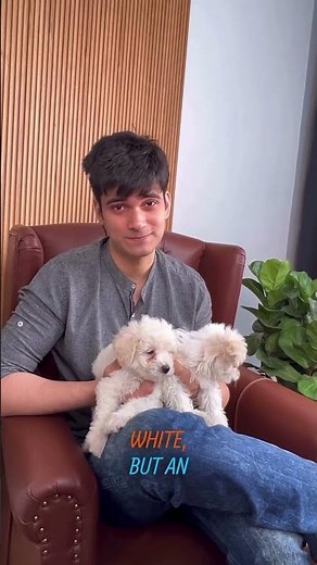 Maltese vs. Bichon Frise! 🐾 #maltese #bichonfrise #shorts #shortsvideo