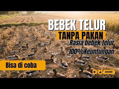 Rahasia Ternak Bebek Petelur 100% Untung Tanpa Modal Besar