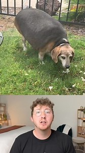 This 90-pound beagle was found as a stray in Arizona. With a total lifestyle change and some help from his dedicated workout buddies, Wolfgang finally hit his target weight. 14/10 | We Rate Dogs