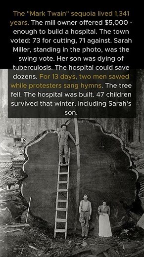 The Tree That Saved 47 Children - And Broke One Mother’s Heart #SequoiaTree #EmotionalHistory