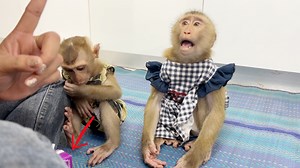 Lil Katy Hungry Drink Milk Talking Very Sweetie To Mom Fast Give Her Milk | Monkey Daily