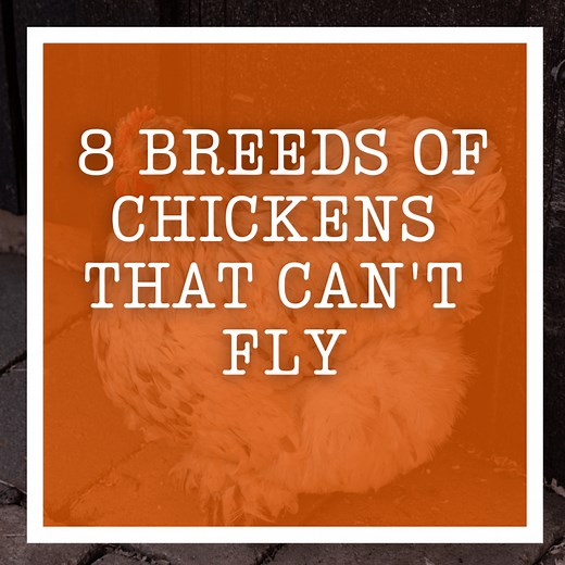 8 Breeds Of Chickens That Can't Fly
