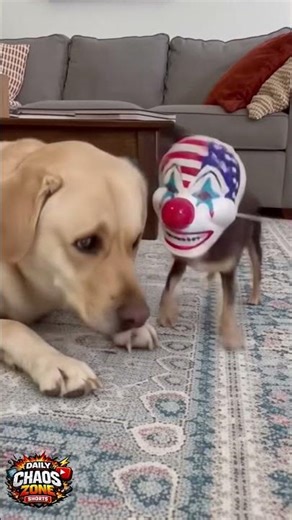 Frightened dogs caught in chaos 😱🐶 part #2