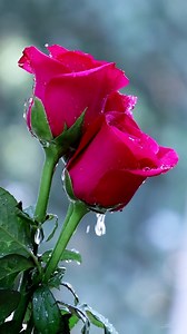 Beautiful Roses | Roses