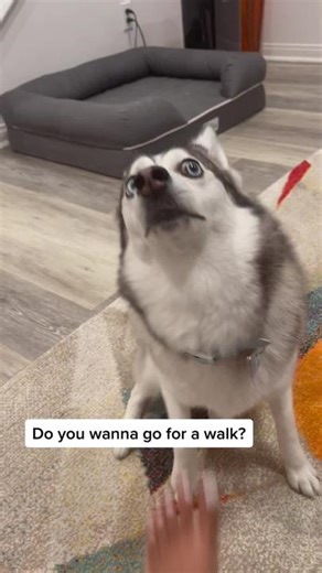Aussie Pomsky: The Ultimate Companion for Every Walk