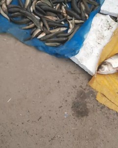 29K views · 565 reactions | file video | Village Market | Facebook