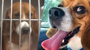 Where are the 32 dogs from our undercover dog testing investigation now? Find out what these sweet beagles have been up to since being released by the laboratory and adopted! 💗 Learn more about dogs used in research and testing in the U.S. → humanesociety.org/resources/dogs-used-research-and-testing-faq | Humane World End Animal Testing