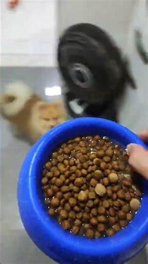 Spitz Alemão ama frango? qual é a comida preferida do seu ?#pets #dog #dogshorts #dogsoftiktok
