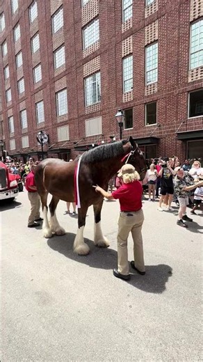 Budweiser Clydesdales in Savannah, Georgia ￼
