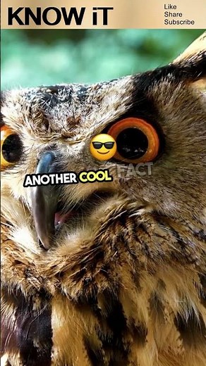 10 Fascinating Facts About Owls | KNOW iT