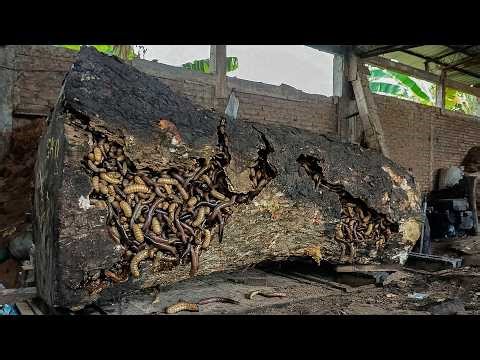 NO ROOM FOR ERROR 😨 Extreme Sawmill Working on Monster Logs