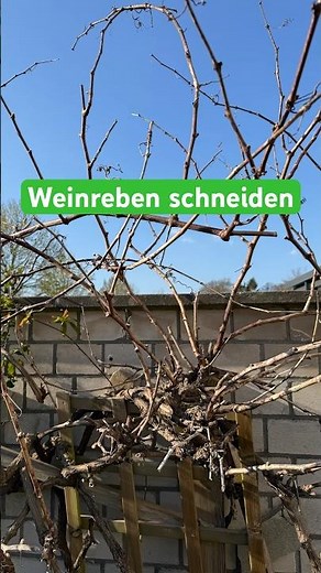 Weinreben schneiden