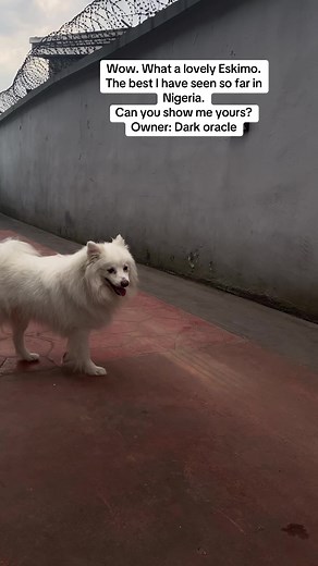 Discovering the Best Eskimo in Nigeria