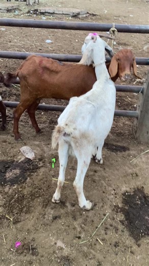 How I Identify a Pregnant Goat in the Market, Part Two After checking the belly and the udder, this is where experience really speaks. The Professional Touch. Gentle Abdominal Palpation I stand confidently on her right side. Then I place my hand on the lower right abdomen and gently press inward and slightly upward. If she is truly pregnant, especially 3 to 4 months you may feel: A firm mass inside Sometimes a small movement… like a gentle kick But: If it’s too early, you won’t feel anything. If