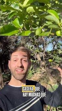 Pest Prevention in Lemon Trees! 🍋
