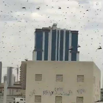 Swarms of locusts darken sky over Bahrain as they threaten crops | ABC News