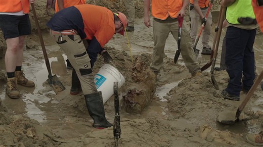 21 million year old whale fossil found in Queensland