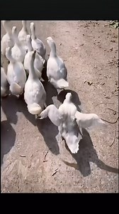 What a Walking style 🤣😂 #duck #ducks #laugh | Showket Dubloo