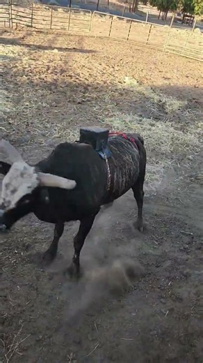 bull practice dummy #rodeo #pbr #dothingsyoudontwanttodo #cow #anotherbrickinthewall #farming