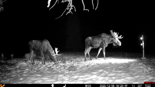 Although we have not seen Mitch, Mickey and Morris the Moose, made it through hunting season for another year. We found them on several camera stations. This is on Grizzly Hill. | Help Alberta Wildies Society