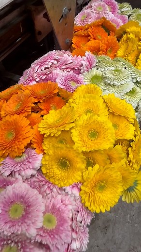 180K views · 5.5K reactions | Holstein Flowers on Reels | Facebook