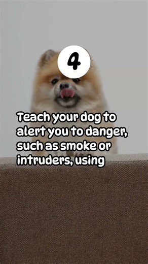 Top 5 Quick Safety Tips Inspired by Real Dog Rescues