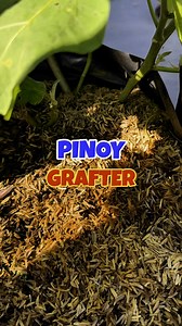 Kadugtong subukan ninyo ang ipa o rice hull as organic mulch ? #ipa #ricehull #organicmulch #pinoygrafter | PINOY GRAFTER