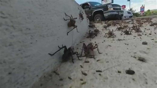 Town's residents are 'bugging' out over swarms of 'Mormon crickets'