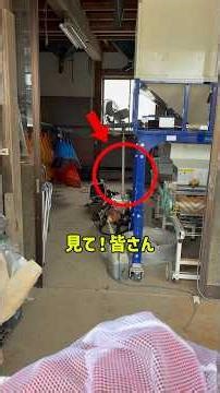 見て！皆さん👀#shorts #農業 #佐渡 #農家 #米作り #仕事 #作業 #5月 #田舎 #対策 #ネズミ #お米 #コメ #米 #どうしてこうなった #鼠 #ねずみ #不思議 #やられた