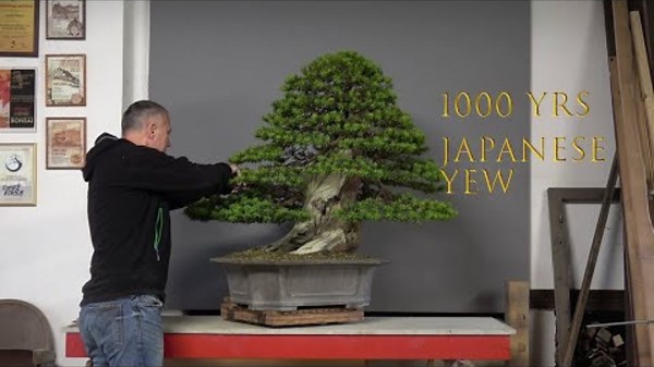 1000 yrs old Taxus