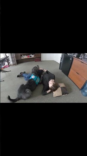 A Seizure Response Dog in Action #shorts, #servicedogtraining, #seizureawareness