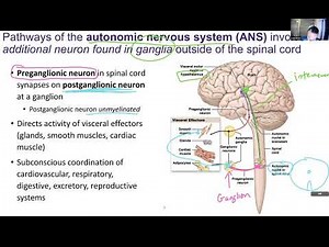Ch17/18 (slides 8-18) - Autonomic Nervous System