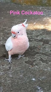 Why Pink Cockatoos are unique?#cockatoo #parrot #birds