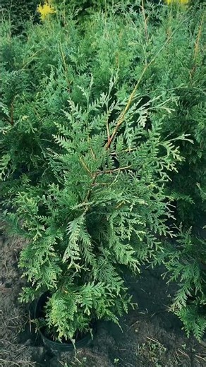 Behind the Scenes at the Tree Farm: 80 Green Giants Ready to Go