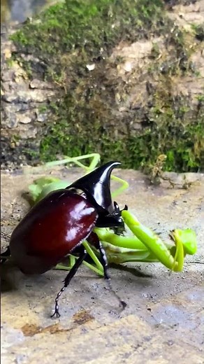 Praying mantis fighting with rhinoceros beetle