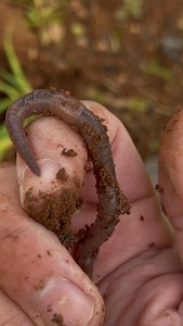 Las lombrices representan un ejemplo paradigmático de cómo un organismo aparentemente simple posee una complejidad anatómica, funcional y ecológica que lo convierte en una pieza estructural de los ecosistemas terrestres, con una relevancia desproporcionada respecto a su tamaño y discreción. Maravilla de ser 🪱🪱🪱 #lombriz #naturaleza #vidasalvaje #biodiversidad | Vieja Tierra