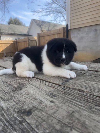 Growing Akita Puppies in 1K Kennels