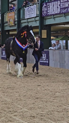 🐴 Majestic Shire Horses: Giants with Gentle Hearts At The UK National Shire Horse Show🐴 From their towering stature to their gentle dispositions, Shire horses are the epitome of equine elegance. Whether pulling a traditional dray, competing in driving classes, or simply grazing in the pasture, these gentle giants never fail to captivate. #ShireHorse #GentleGiant #DraftHorse #EquineElegance #WorkingHorses #HorseLove #BarnLife | Stable Express